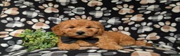 Goldendoodle dogs for sale: Dennis Hypoallergenic - Ad 5