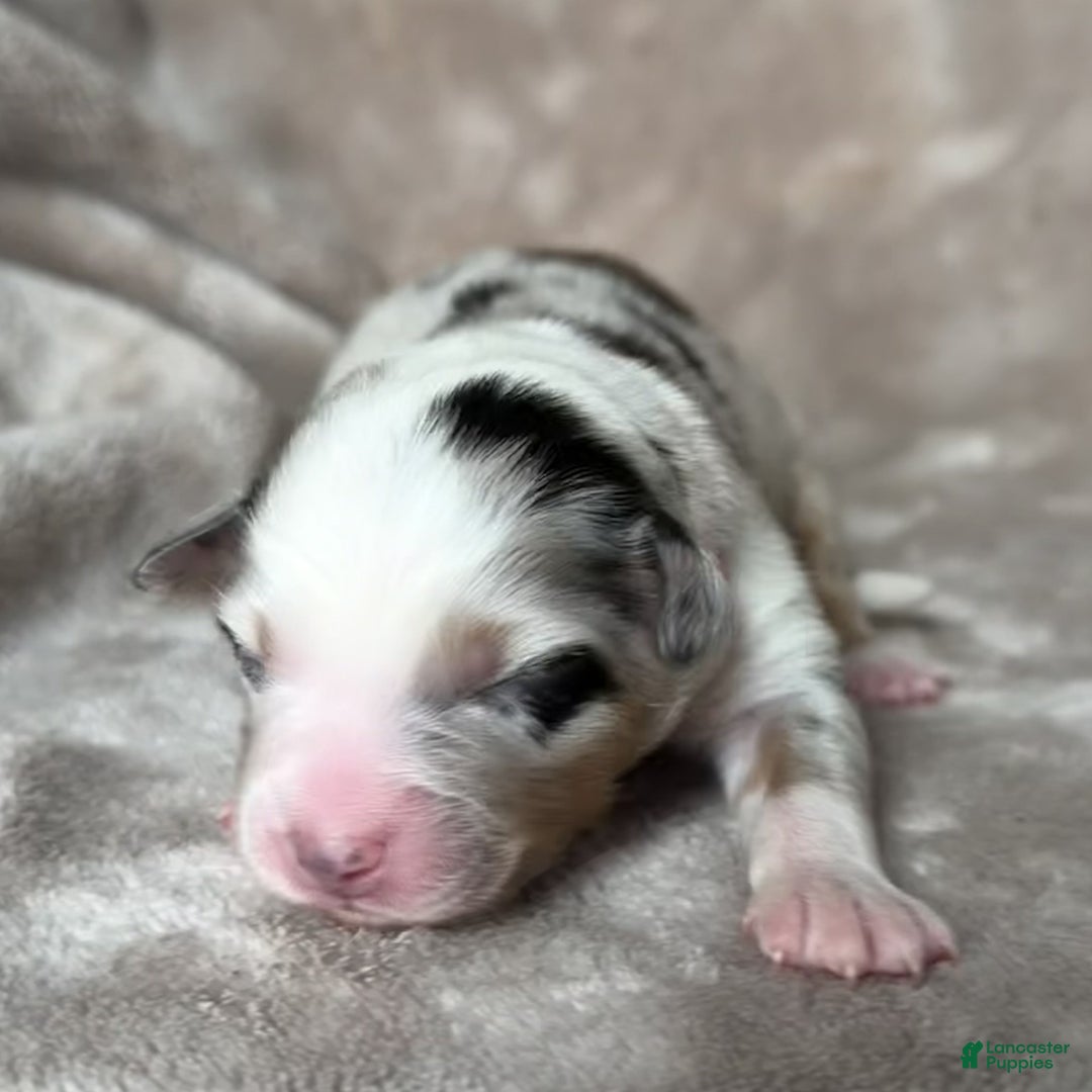 Australian Shepherd dogs for sale: Kylo (Kylo Ren) - Ad 4