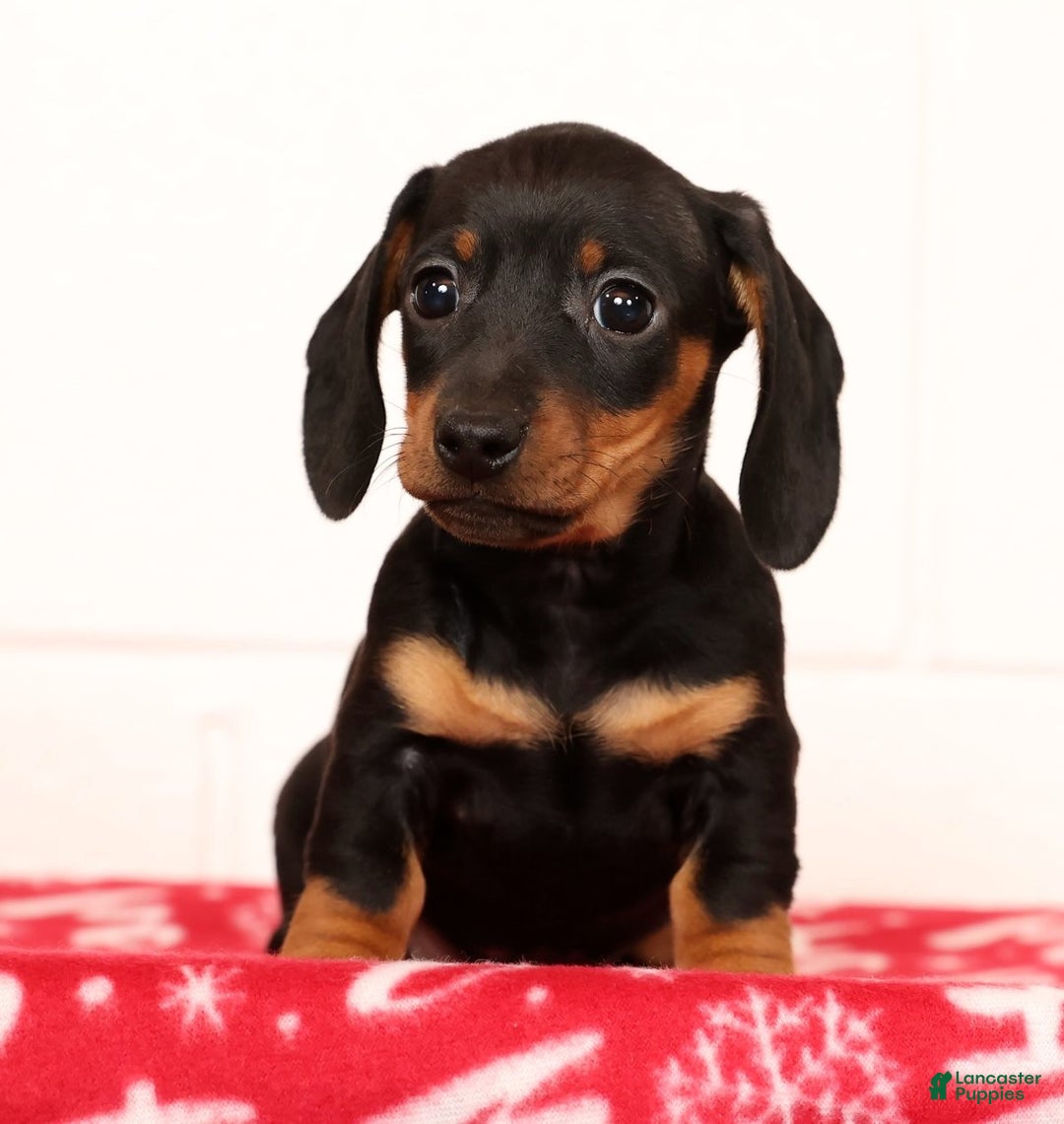 Miniature Dachshund dogs for sale: Harvey - Ad 4