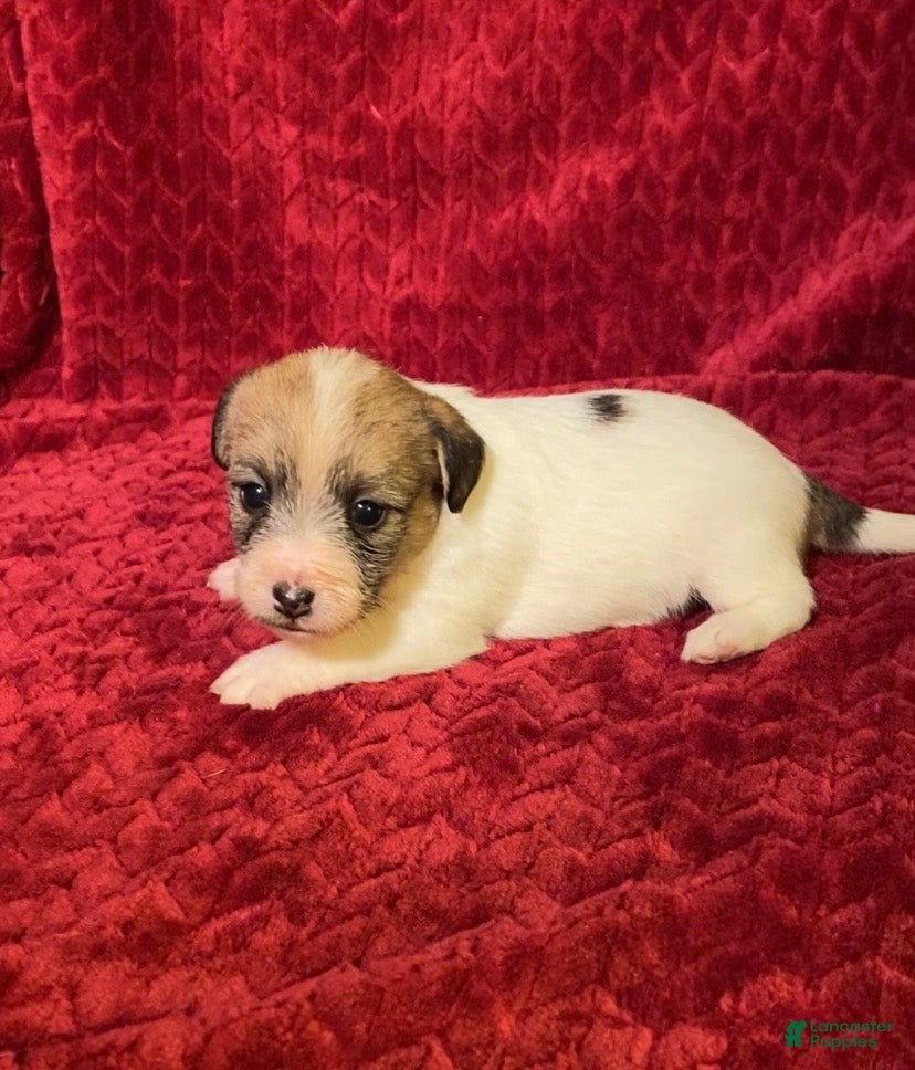 Jack Russell Terrier dogs Jack Russell Terrier Puppy 5 - Ad 1
