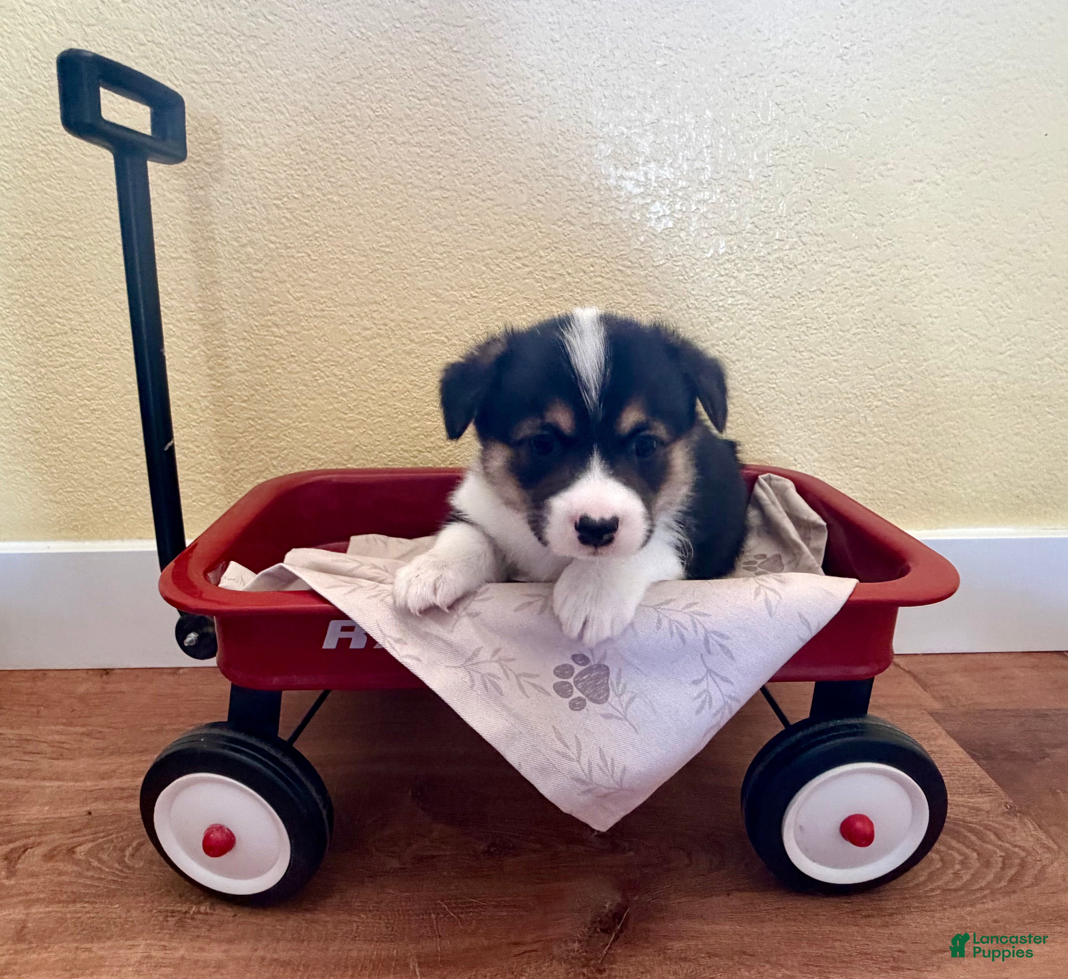 Welsh Corgi Pembroke dogs Zoey - Ad 1