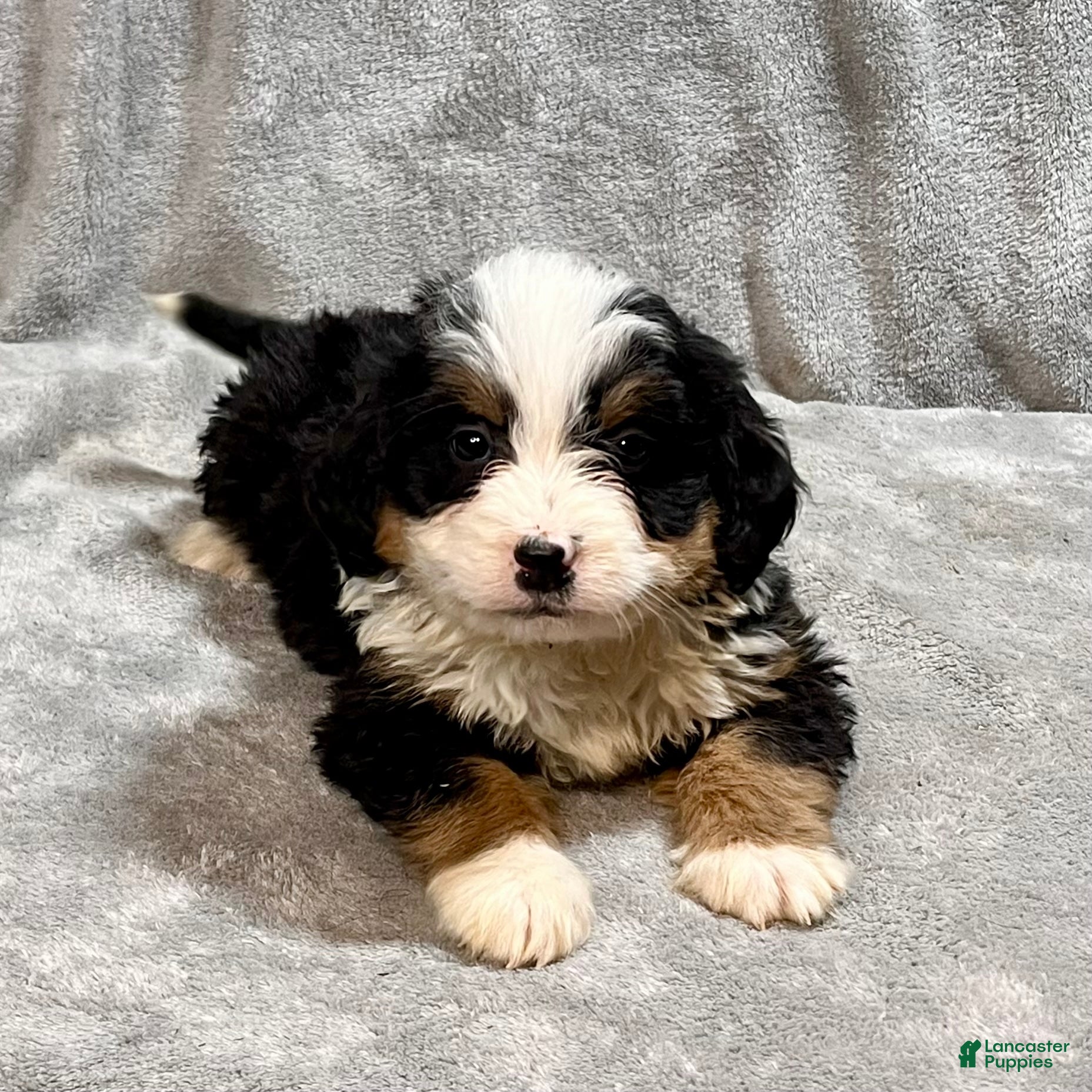 Bernedoodle dogs Millie - Ad 1