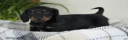 Miniature Dachshund dogs for sale: Dallas - Ad 4