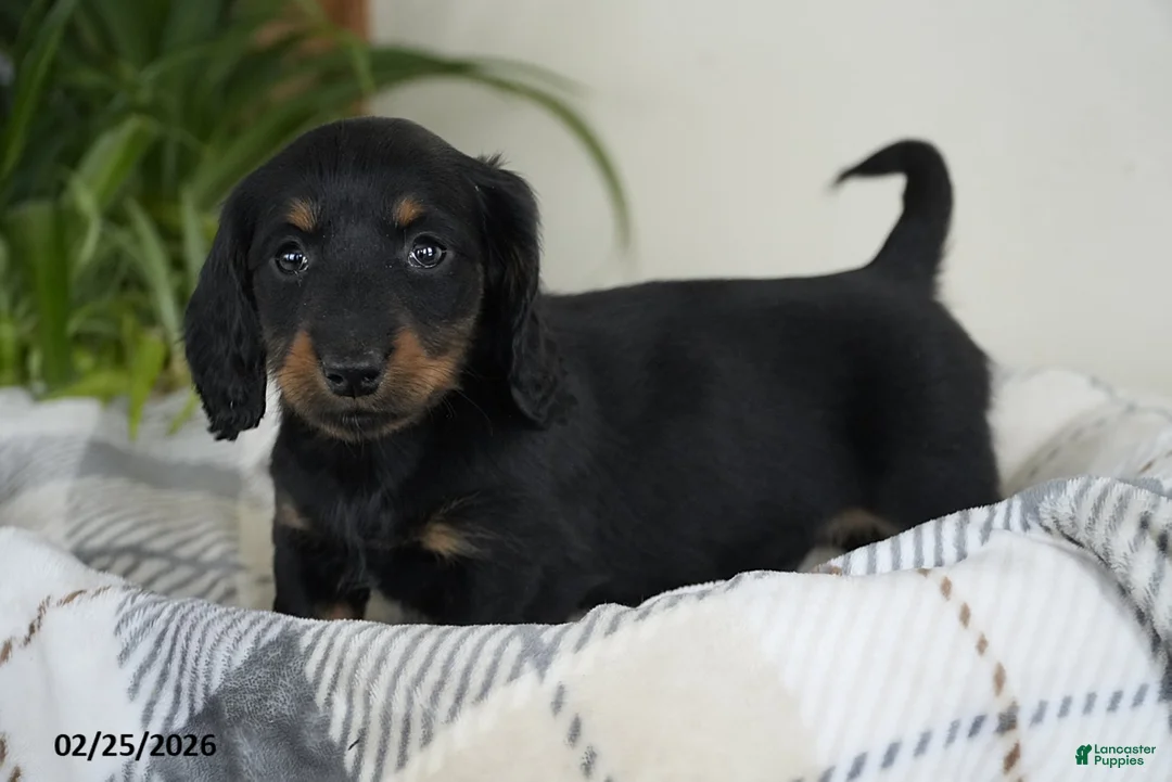 Miniature Dachshund dogs for sale: Dallas - Ad 4