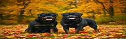 Rottweiler dogs for sale: Charlotte & Santos’ Puppies - Ad 3
