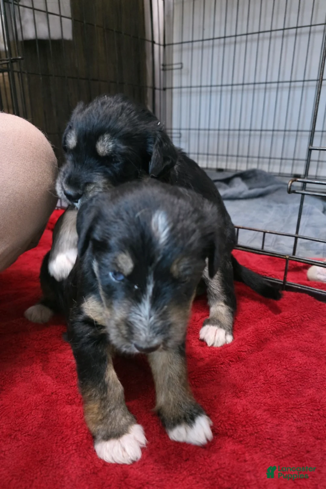 Huskipoo dogs for sale: Captain Hook - Ad 13