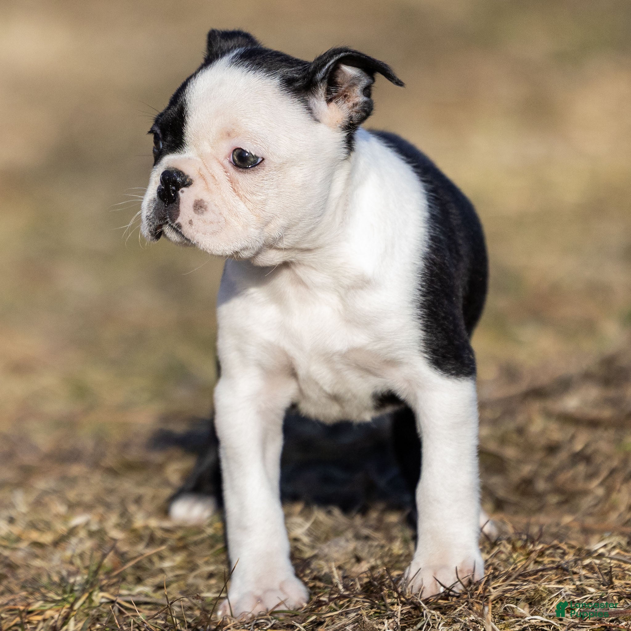 Boston Terrier dogs Ranae Boston Terrier Puppy  - Ad 2