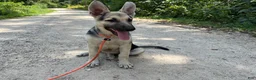 German Shepherd dogs for sale: Daisy - Ad 5
