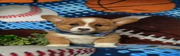 Welsh Corgi Pembroke dogs for sale: Lowell AKC Registered - Ad 5