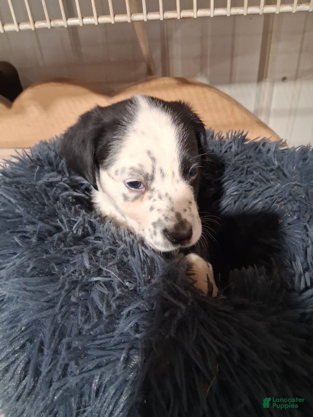 Mixed Breed dogs for sale: Mabel - Ad 1