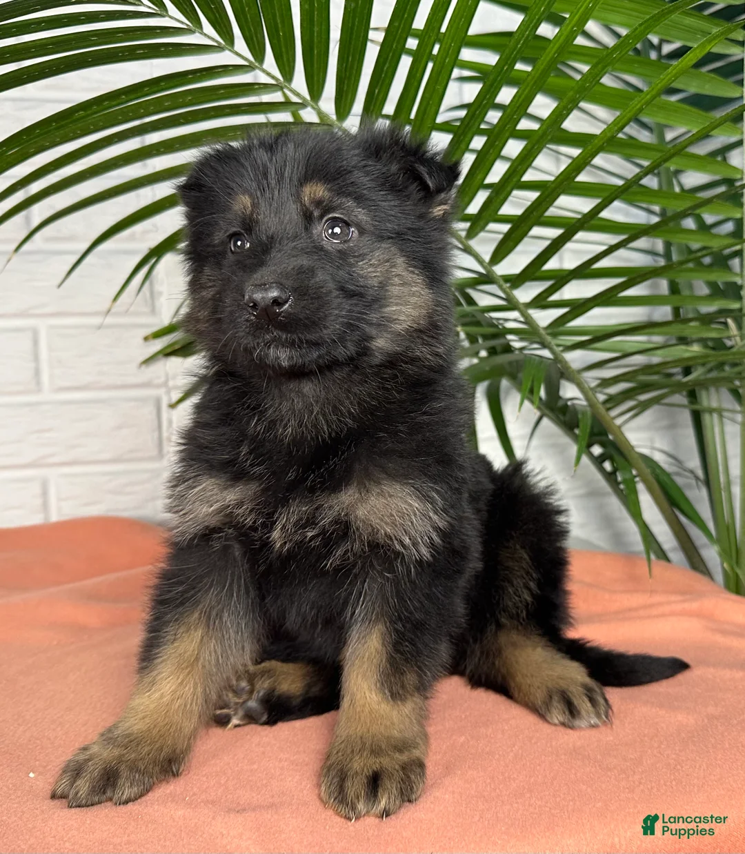 German Shepherd dogs for sale: Nova - Ad 2