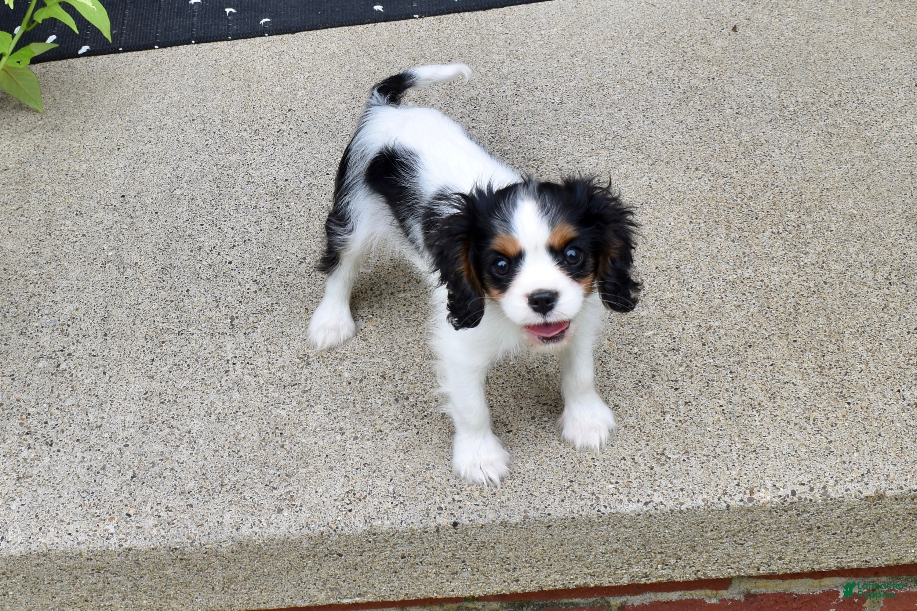 Cavalier King Charles Spaniel dogs Wilder - Ad 1