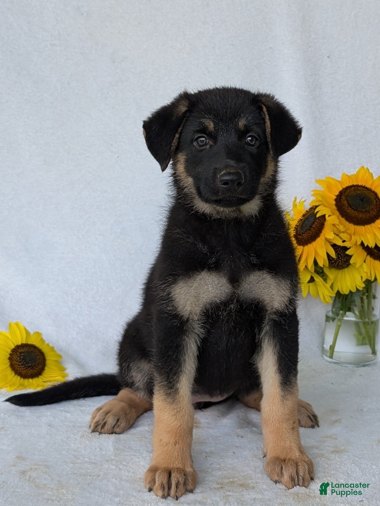 German Shepherd dogs Sky  - Ad 1