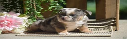 English Bulldog dogs for sale: Macey - Ad 6
