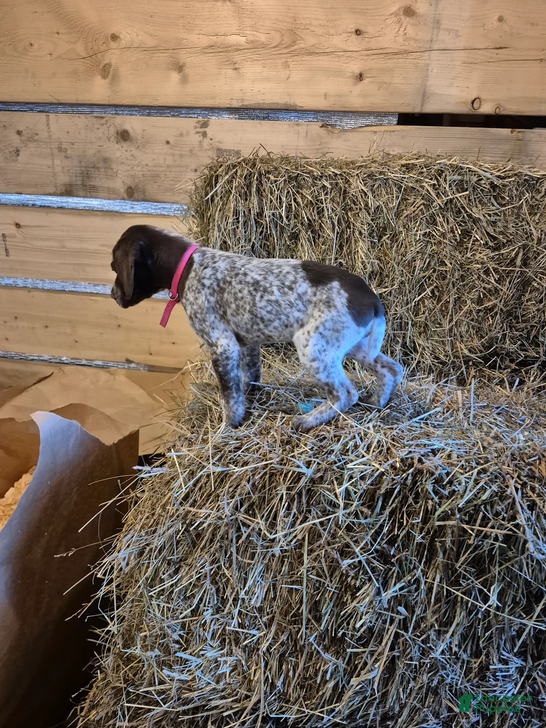 German Shorthaired Pointer dogs for sale: Ava - Ad 5
