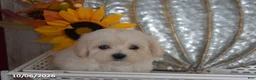 Maltipoo dogs for sale: Raelyn - Ad 5