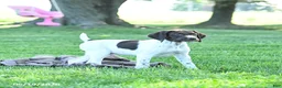 German Shorthaired Pointer dogs for sale: Gem  - Ad 4