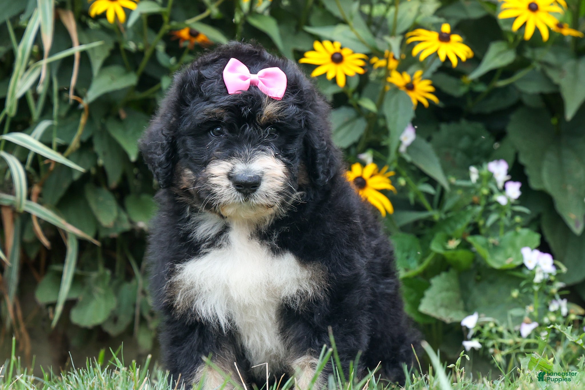 Bernedoodle dogs  Daisy🩷  - Ad 1