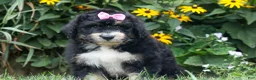 Bernedoodle dogs for sale:  Daisy🩷  - Ad 3