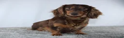 Miniature Dachshund dogs for sale: Mia - Ad 4
