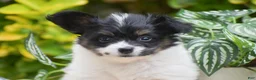 Papillon dogs for sale: Freddie - Ad 5