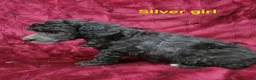 Miniature Poodle dogs for sale: Miniature Poodle Silver Girl - Ad 10
