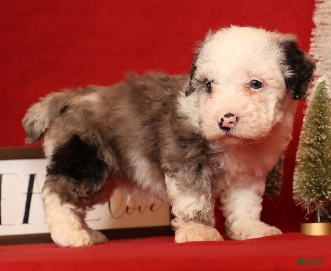 Miniature Poodle dogs for sale: Oswald - Ad 6