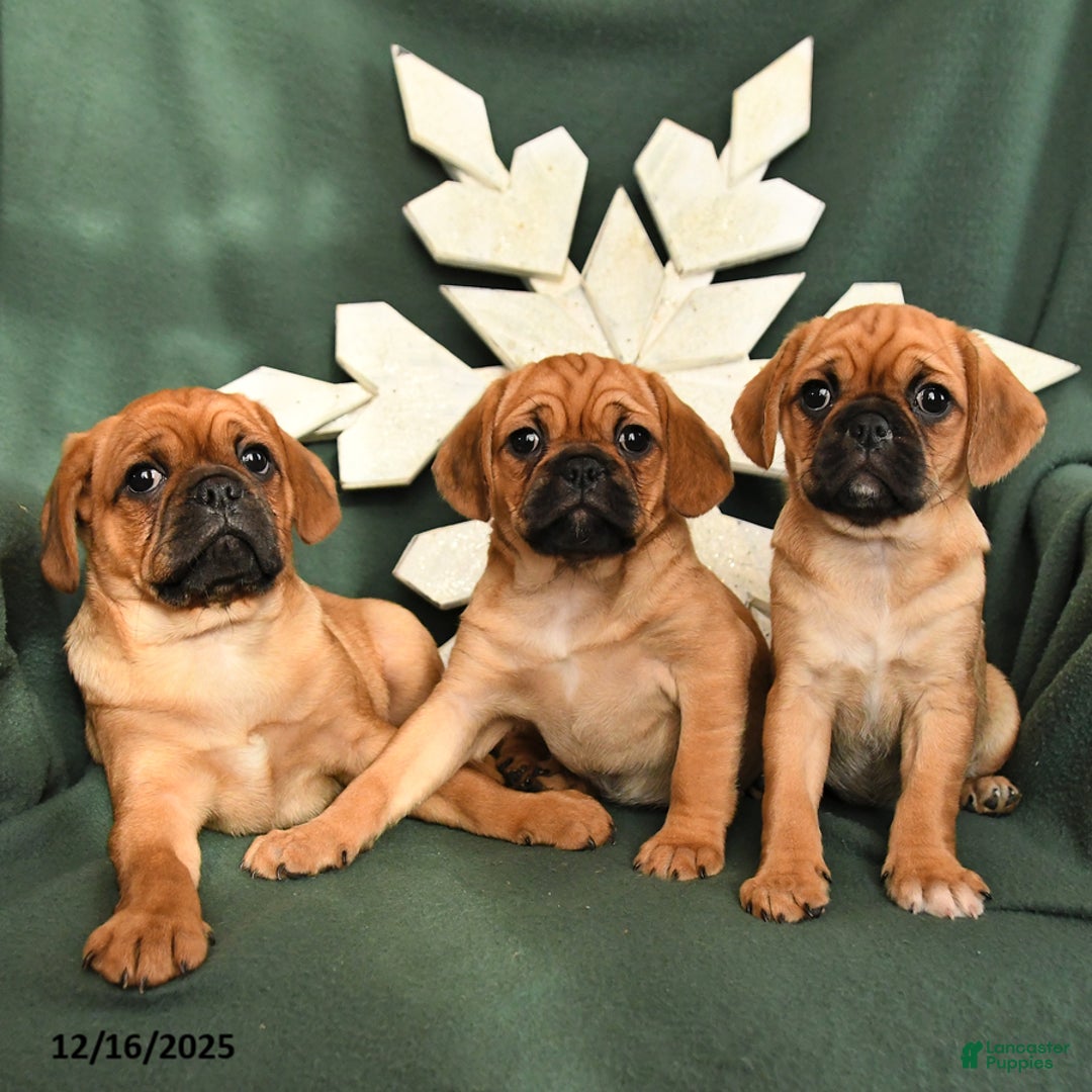 Mixed Breed dogs for sale: Rosie - Ad 5