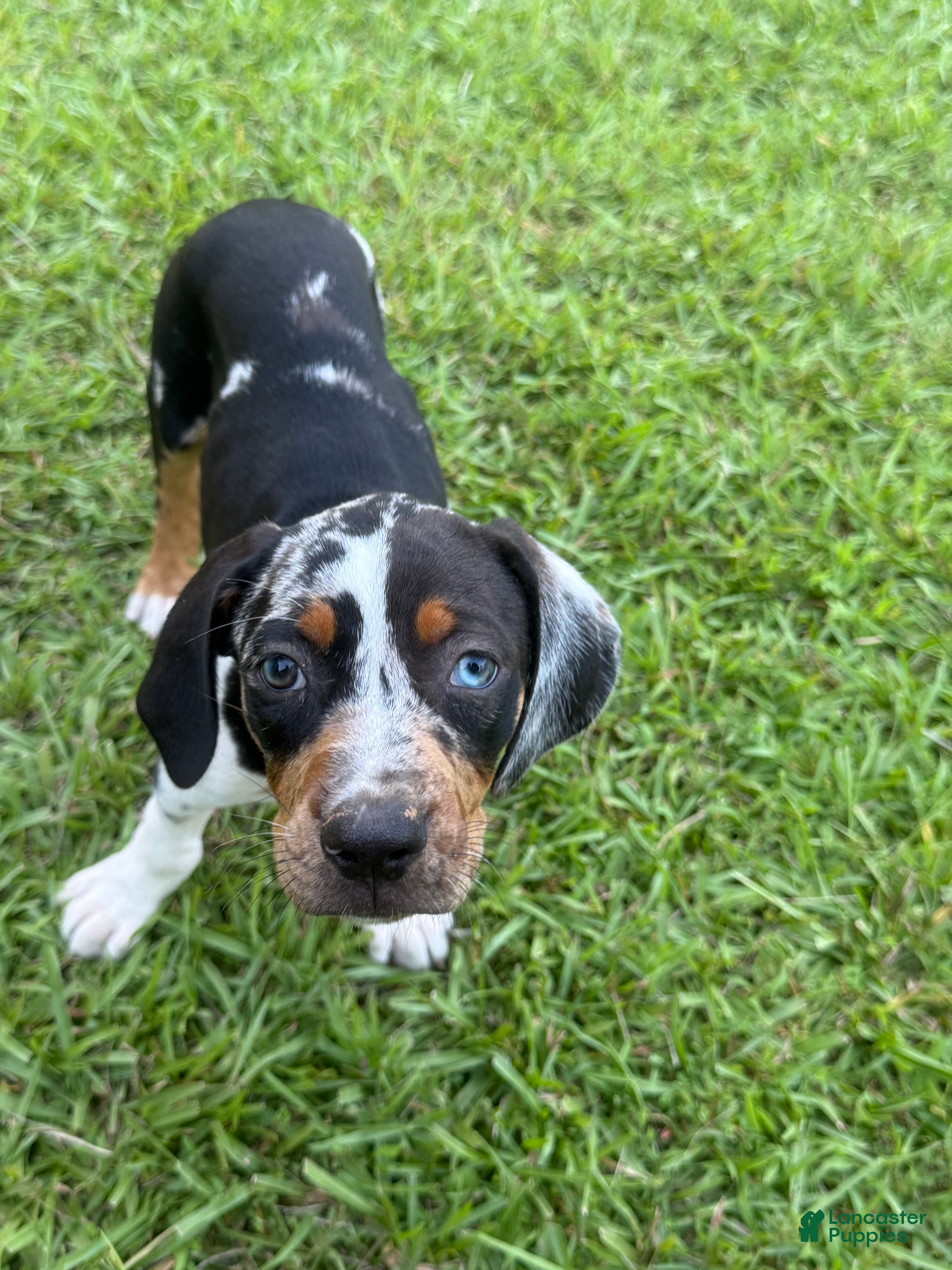 Catahoula Leopard Dog dogs Blue Girl - Ad 1