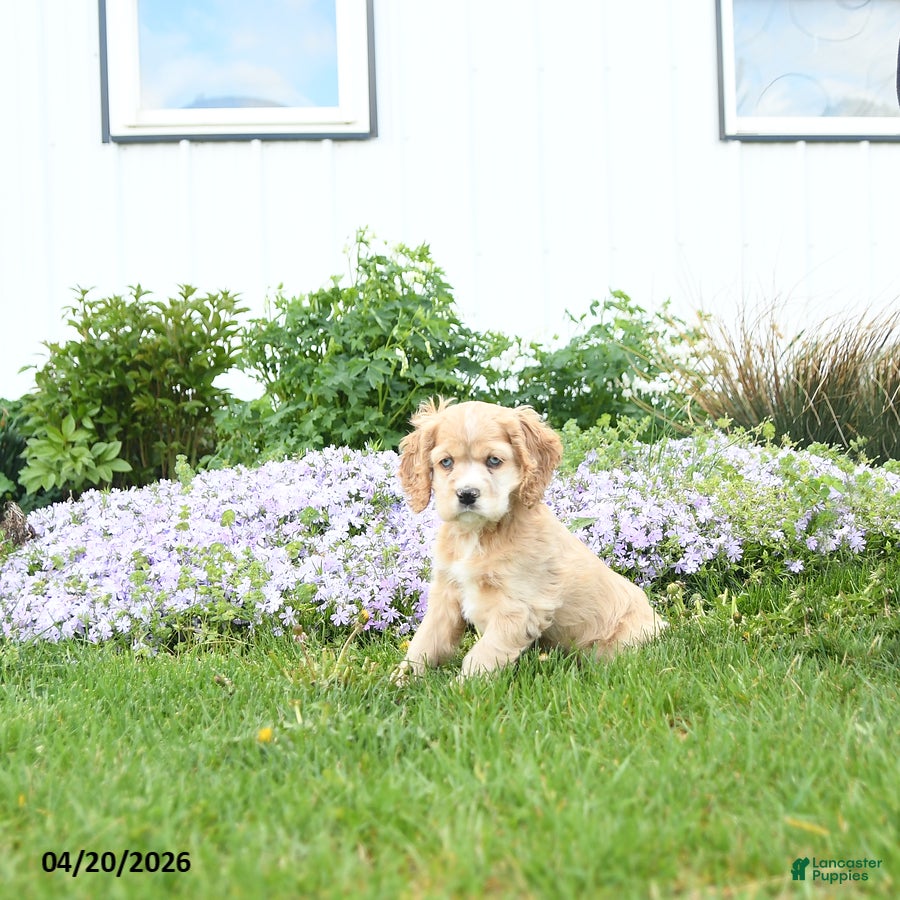 English Cocker Spaniel dogs Mint - Ad 1