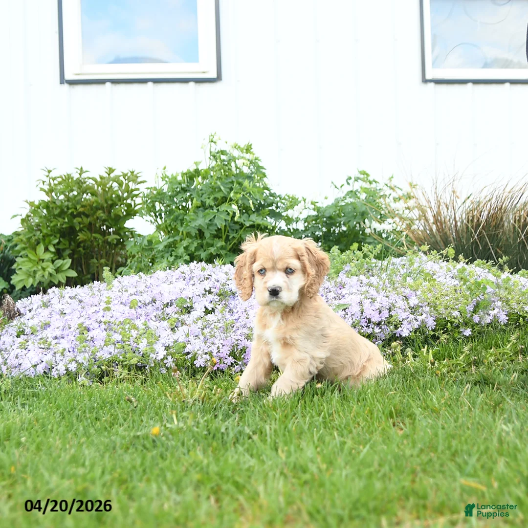 English Cocker Spaniel dogs for sale: Mint - Ad 1