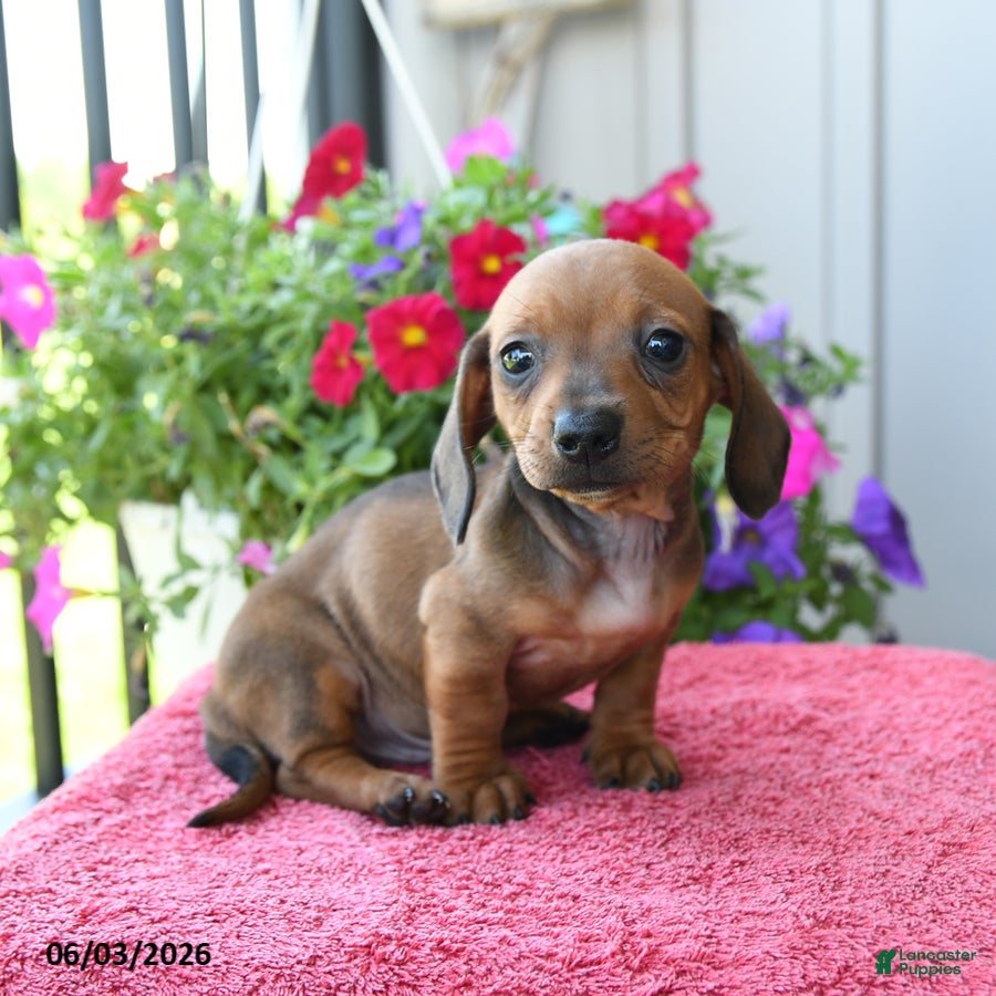 Miniature Dachshund dogs for sale: Noodle - Ad 3