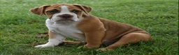 Beabull dogs for sale: Bella  - Ad 5