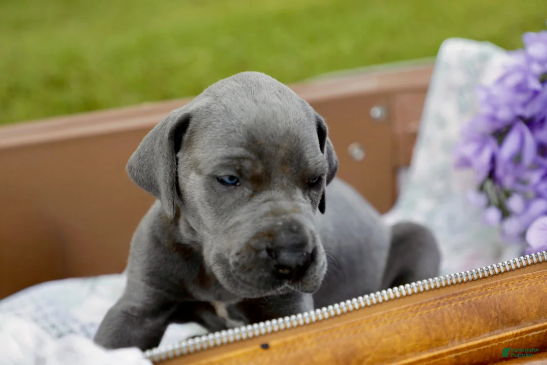 Great Dane dogs for sale: Giblet - Ad 2