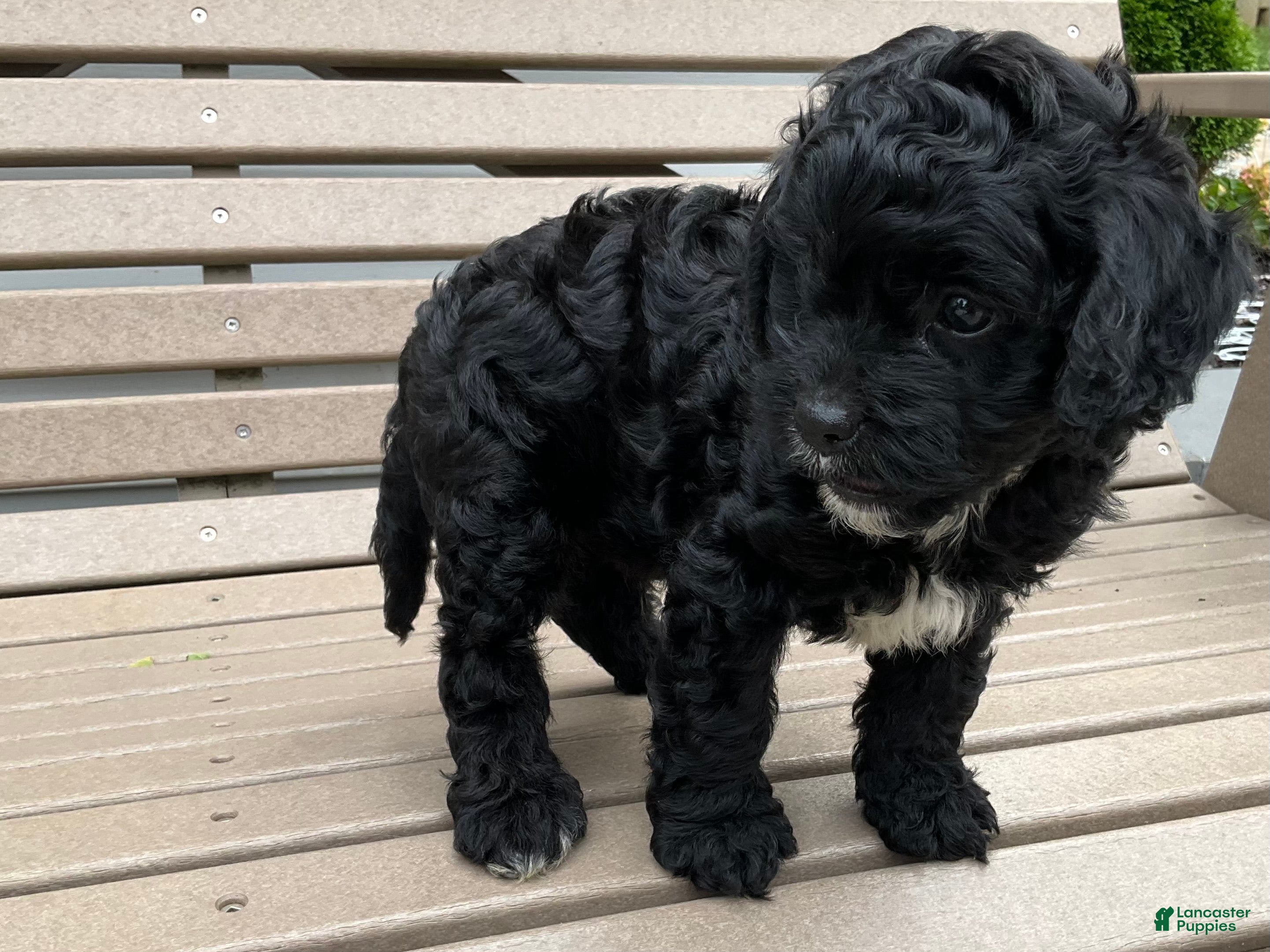 Cavapoo dogs King - Ad 2