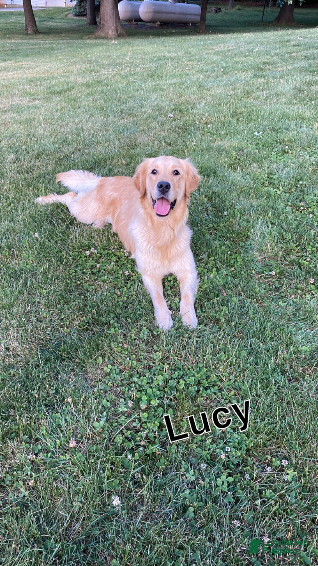 Golden Retriever dogs for sale: Preston - Ad 5