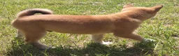 Shiba Inu dogs for sale: Jino - Ad 3