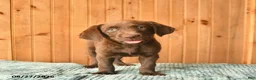 Labrador Retriever dogs for sale: Ginger  - Ad 4