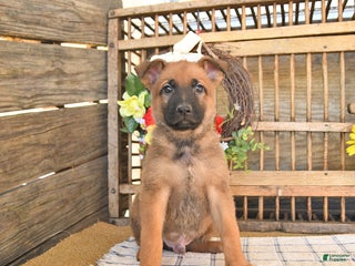 Mixed Breed dogs - Ad 35