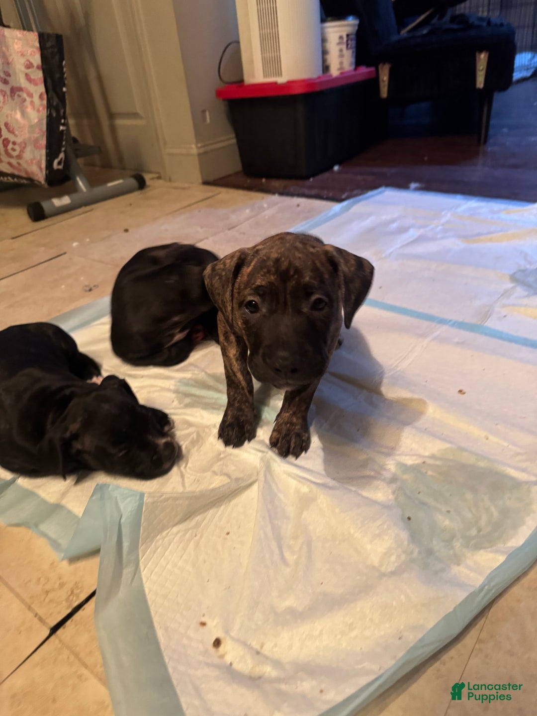 Mixed Breed dogs for sale: Mixed Breed Puppy 3 - Ad 3