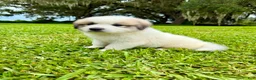 Great Pyrenees dogs for sale: Purple Boy - Ad 9