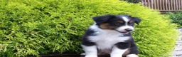 Miniature Australian Shepherd dogs for sale: Alvin - Ad 3