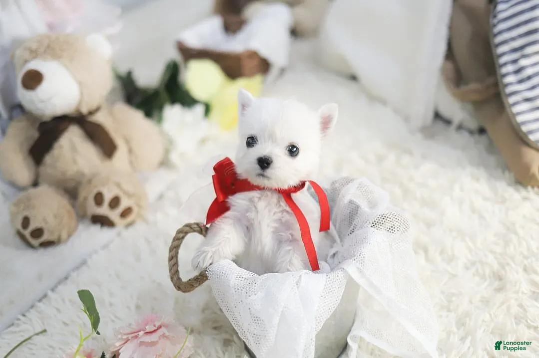 West Highland White Terrier (West Highland White Terrier, Female) in Brooklyn, NY