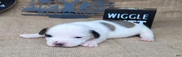 Jack Russell Terrier dogs for sale: Jinx purebred JRT - Ad 5