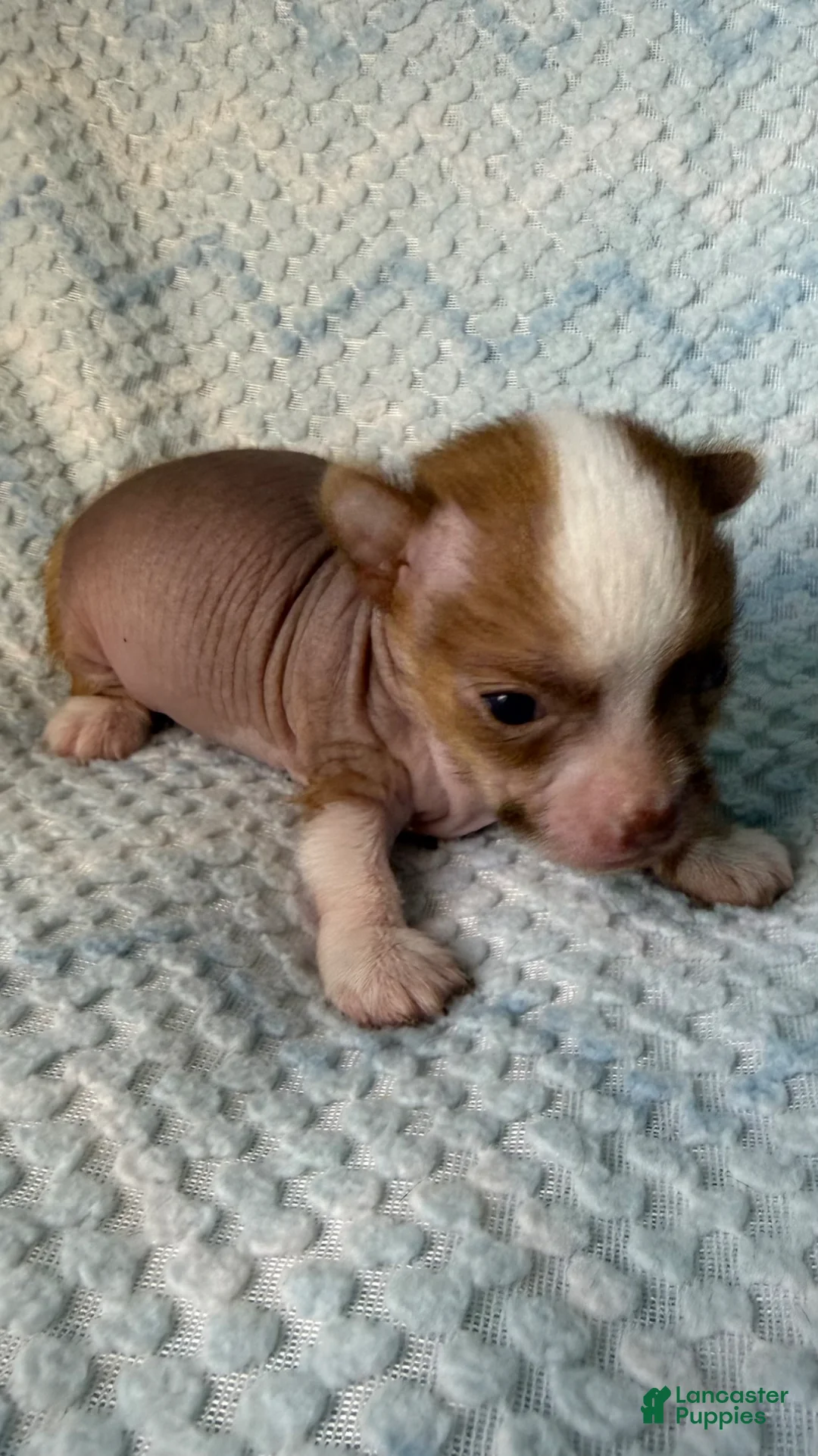 Chihuahua dogs for sale: Chihuahua Puppy 1 - Ad 17