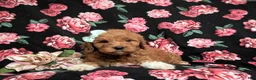Goldendoodle dogs for sale: Isabel Hypoallergenic - Ad 5
