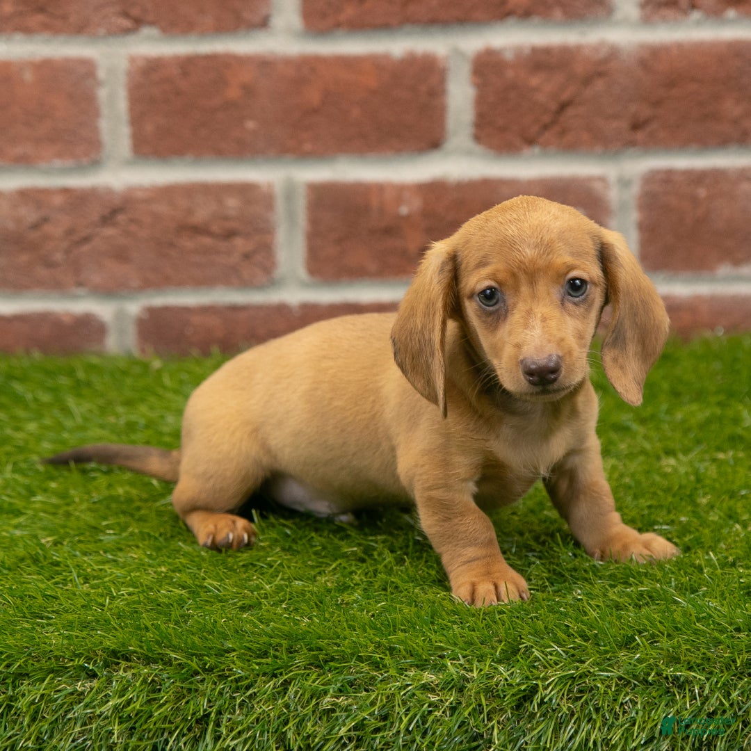 Short Hair Golden Dachshund Smooth Miniature Dachshund Puppies For