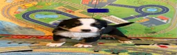 Bernese Mountain Dog dogs for sale: Blue - Ad 3