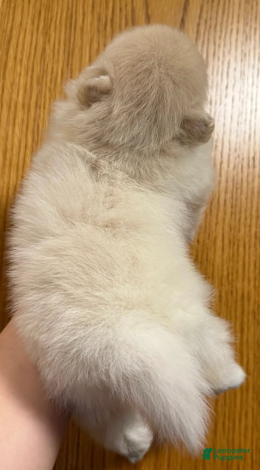 Pomeranian dogs for sale: Sugar  - Ad 2