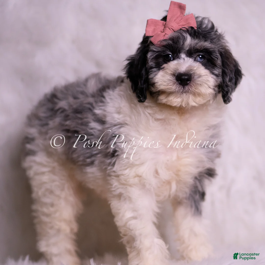 Mini Goldendoodle dogs for sale: Violetta - Ad 4